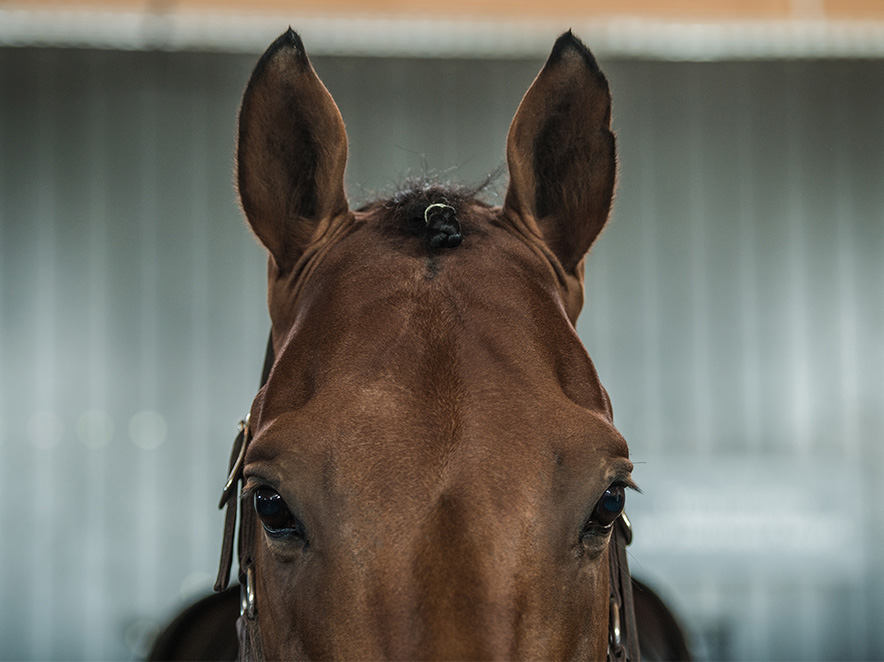 Dentist open Melbourne cup public holiday