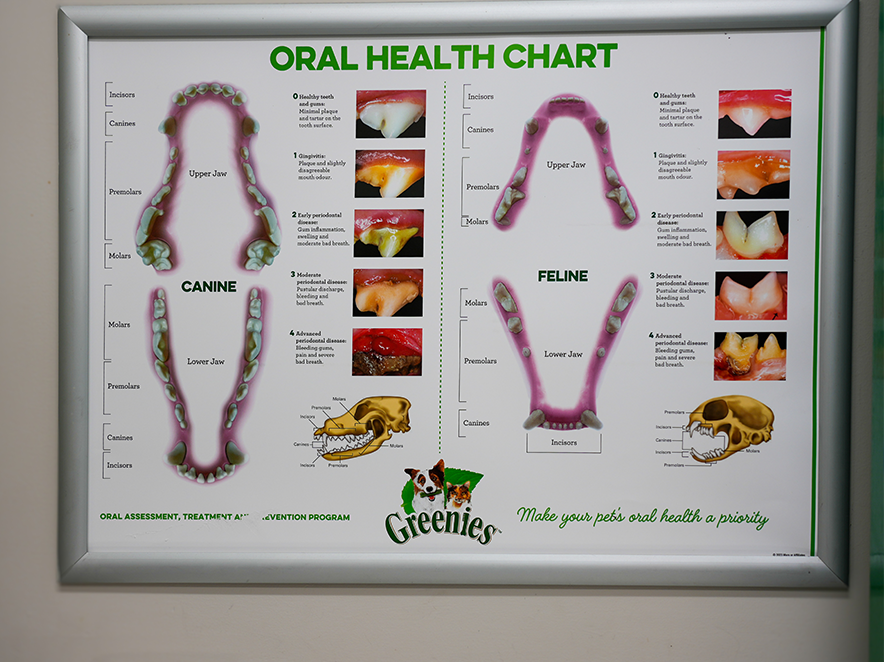 Healthy Smiles for the Whole Family -including our four-legged family members!